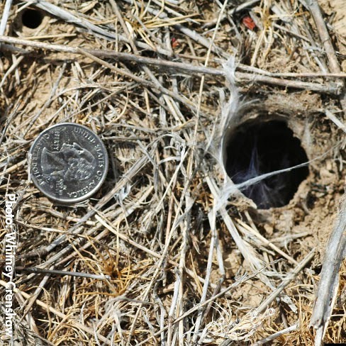 Texas brown tarantula nest.