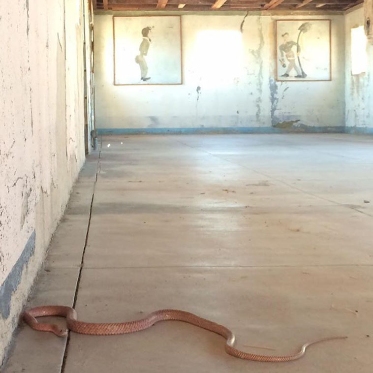 Western coachwhip in former mess hall.