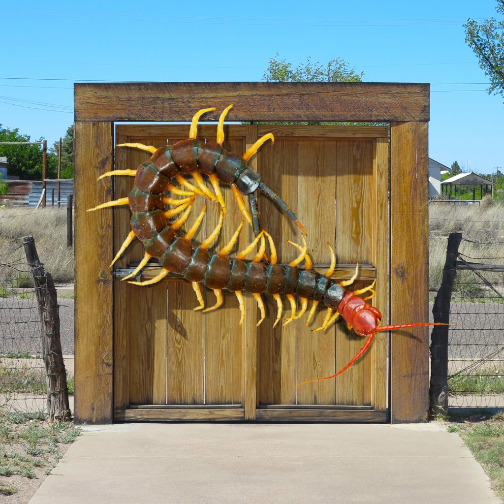 A Texas sized centipede!